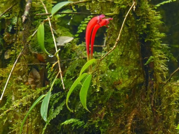 Aeschynanthus longiflorus