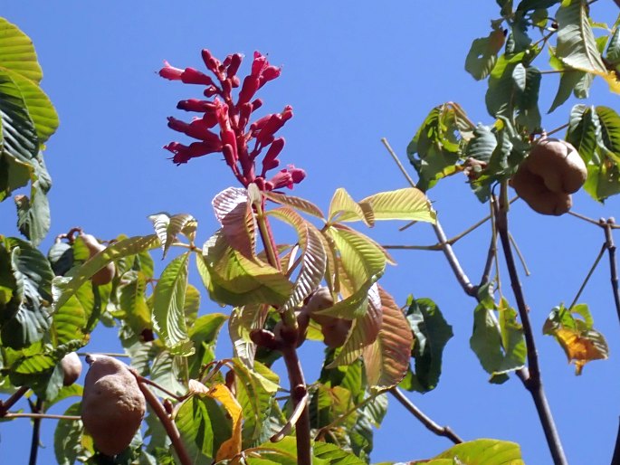 Aesculus pavia