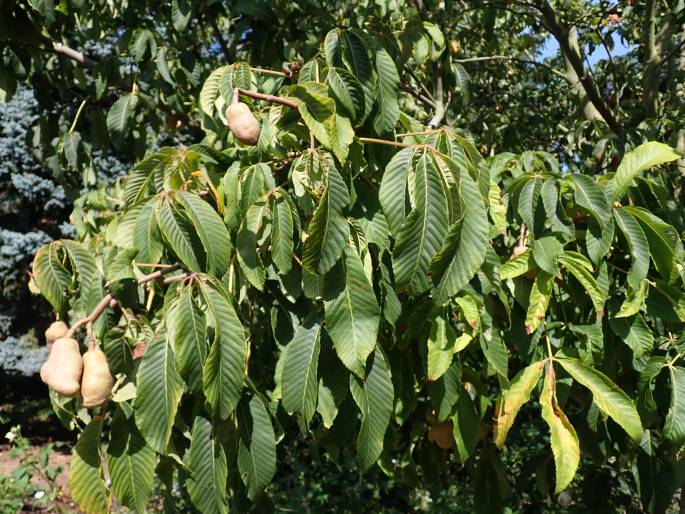 Aesculus pavia