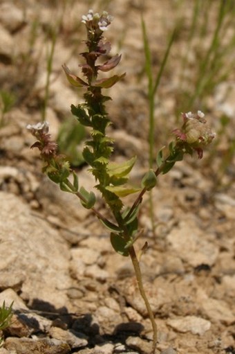 Aethionema carneum