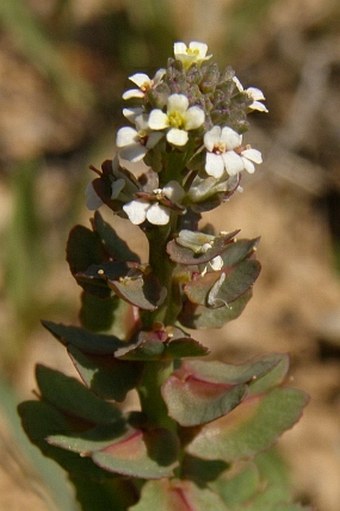 Aethionema carneum