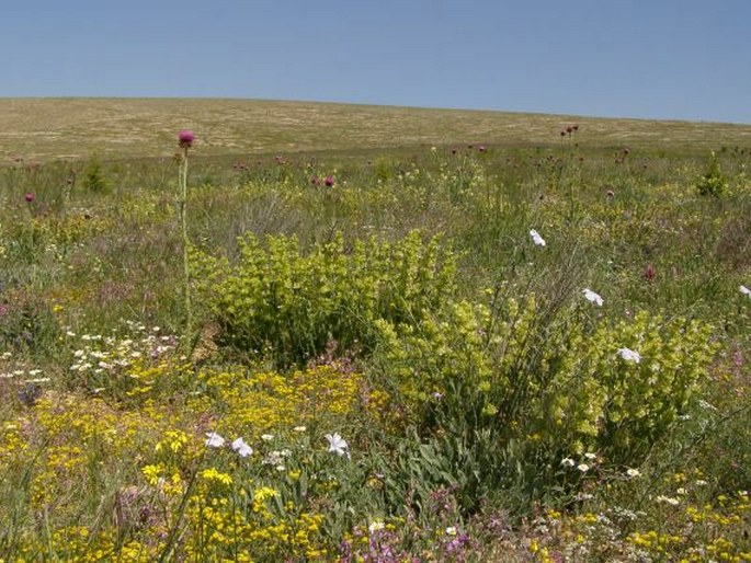 Aethionema carneum