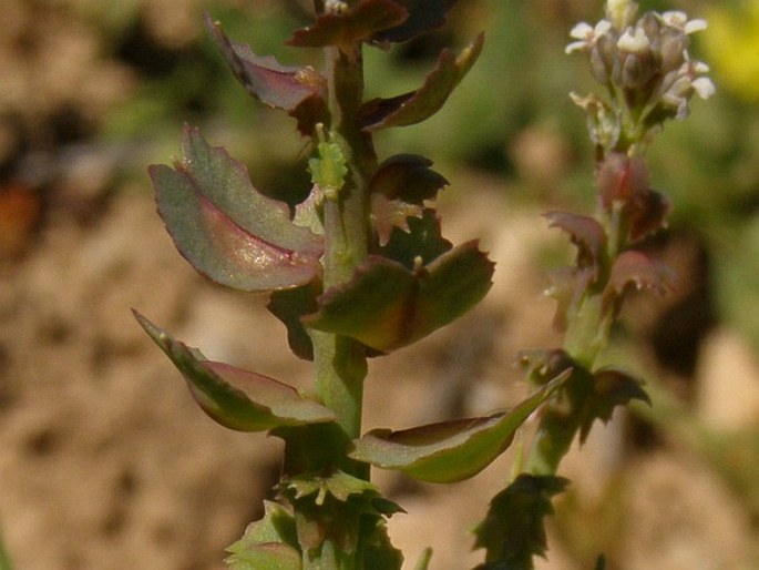 Aethionema carneum