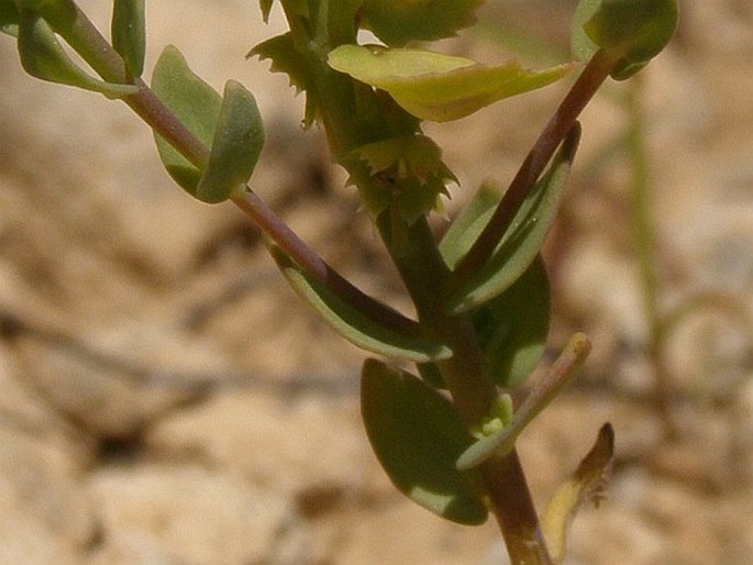 Aethionema carneum