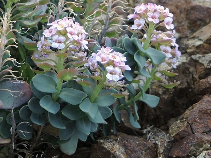 Aethionema saxatile subsp. creticum