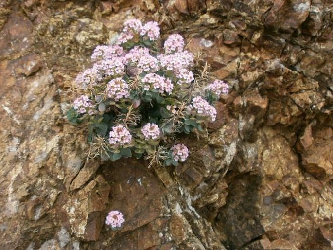 Aethionema saxatile subsp. creticum