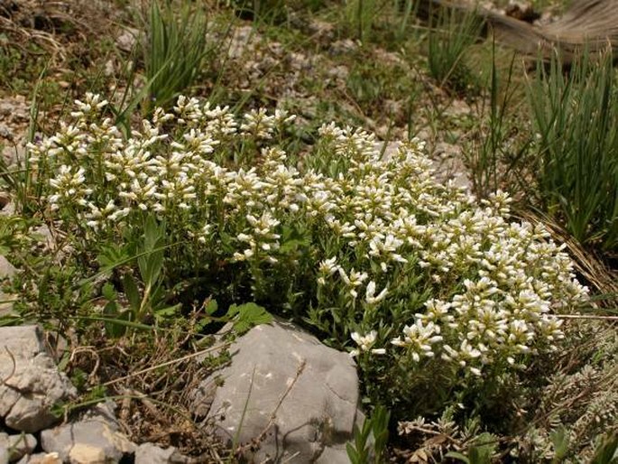 Aethionema iberideum