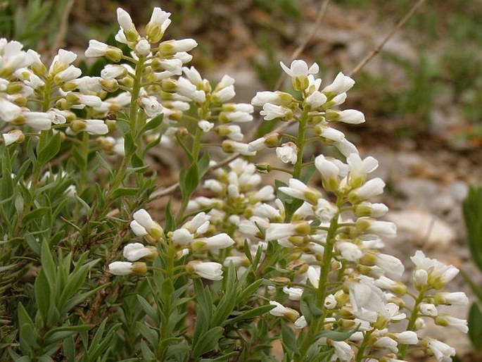 Aethionema iberideum