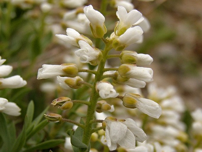 Aethionema iberideum