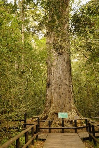 Afrocarpus falcata