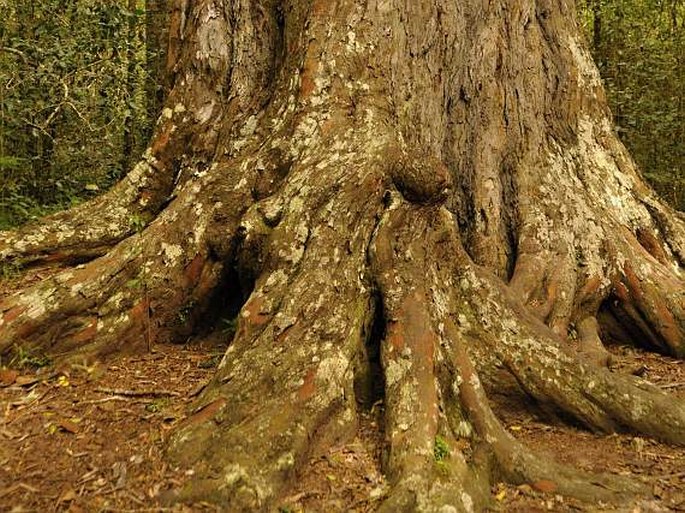 Afrocarpus falcata