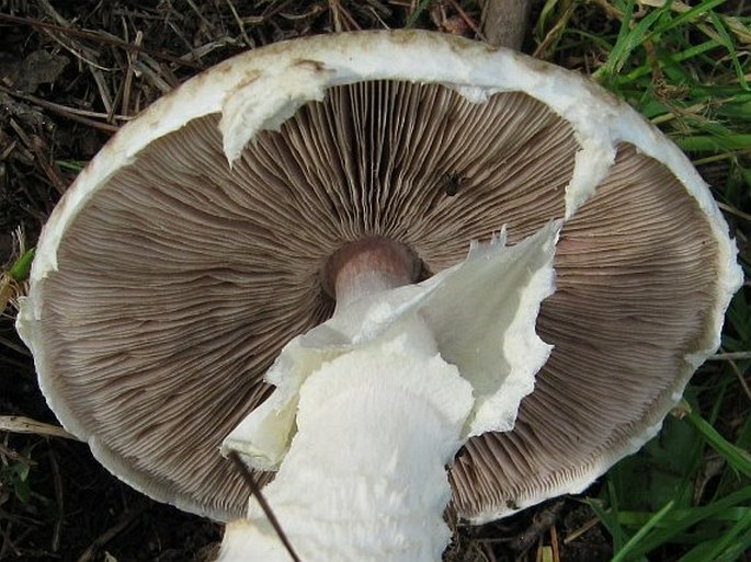 Agaricus augustus