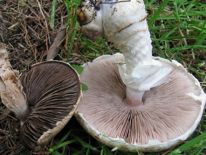 Agaricus augustus