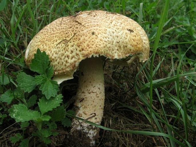 Agaricus augustus