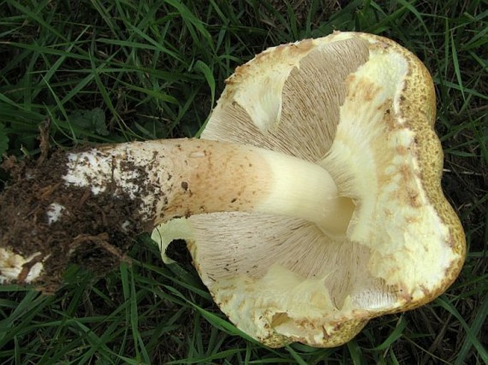 Agaricus augustus