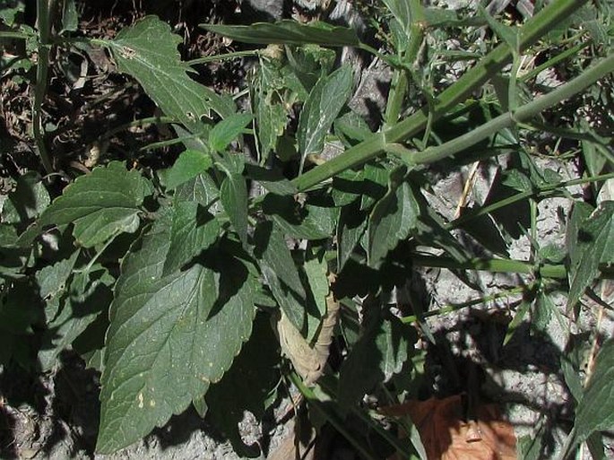 Agastache urticifolia