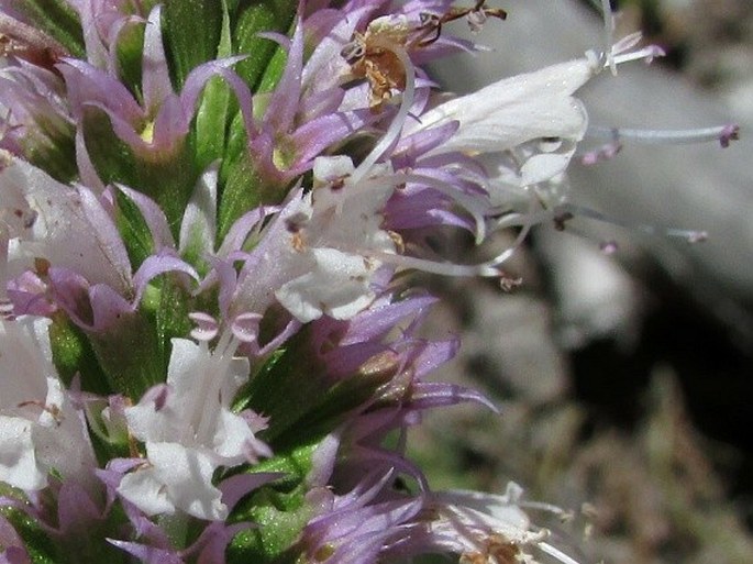 Agastache urticifolia