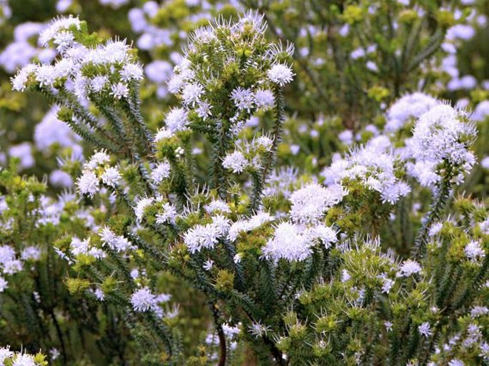 Agathosma apiculata