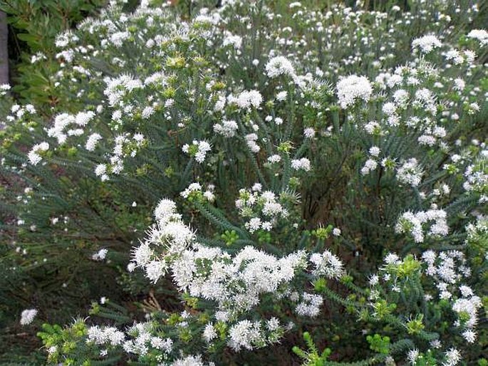 Agathosma apiculata