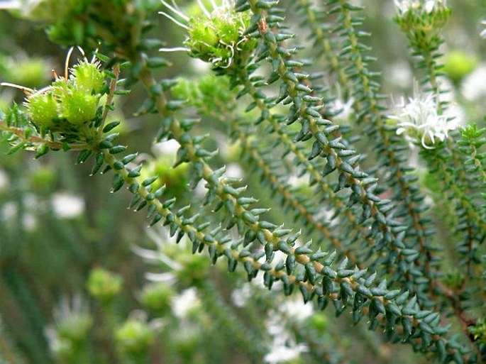 Agathosma apiculata