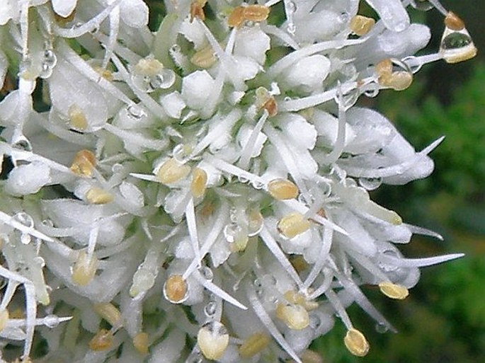 Agathosma apiculata