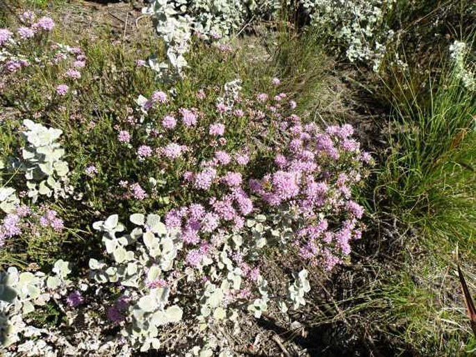 Agathosma capensis