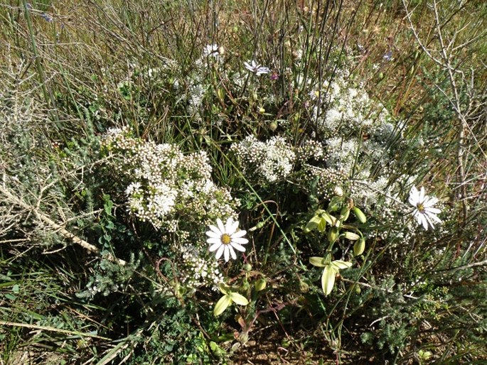 Agathosma imbricata