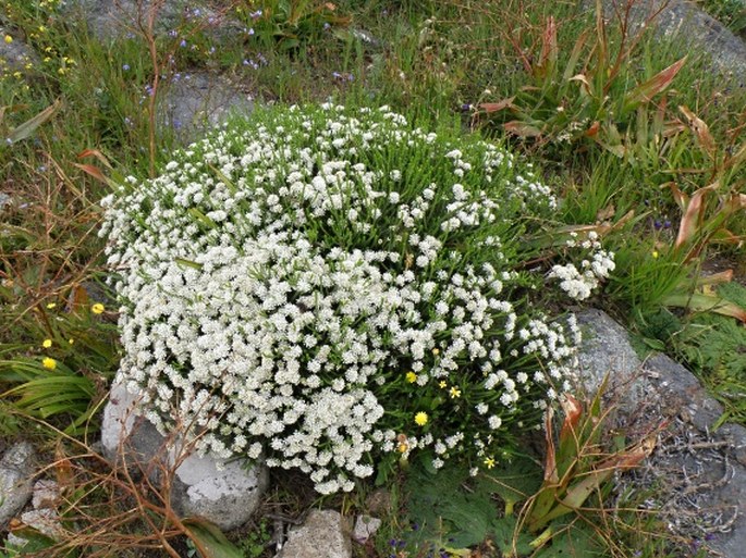 Agathosma imbricata