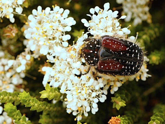 Agathosma imbricata