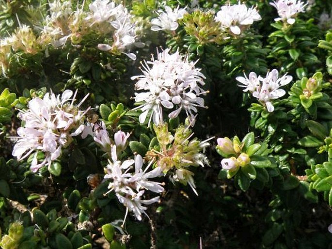 AGATHOSMA LANCEOLATA (L.) Engl.