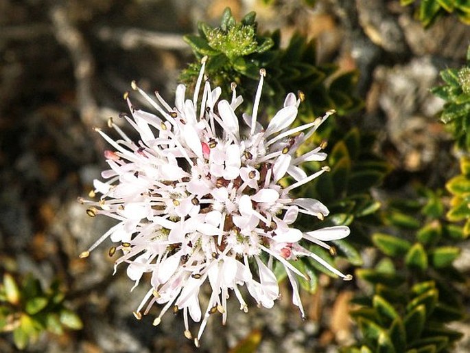 Agathosma lanceolata