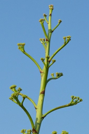 Agave angustifolia
