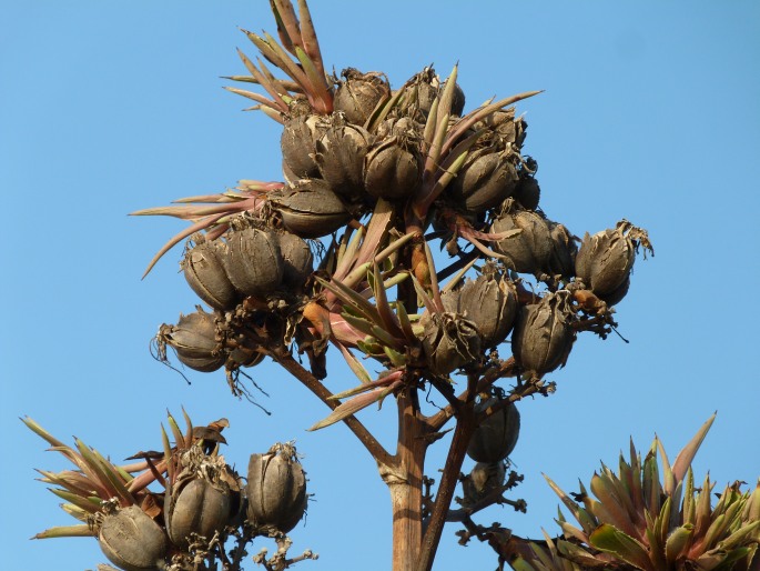 AGAVE ANGUSTIFOLIA Haw. – agáve