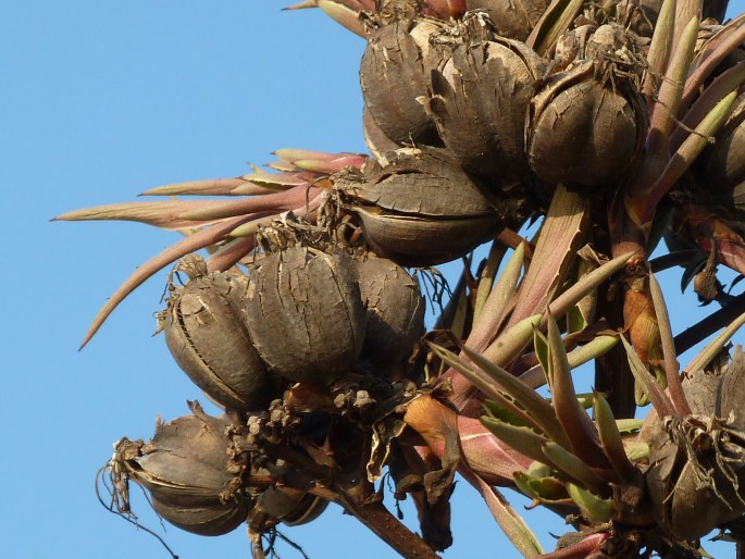 Agave angustifolia