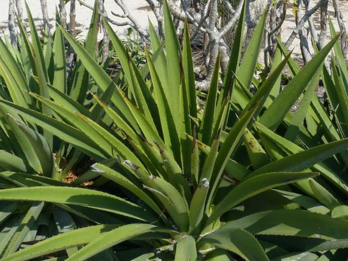 Agave angustifolia