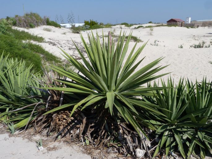 Agave angustifolia