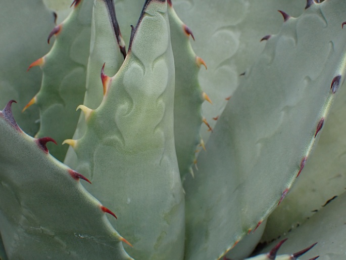 Agave parryi