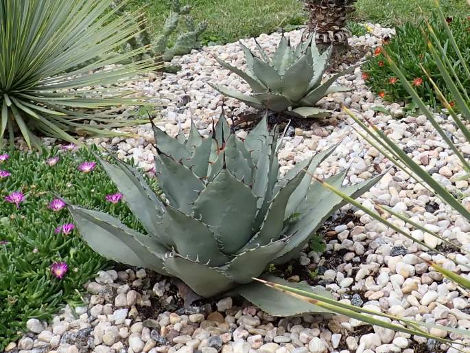 Agave parryi