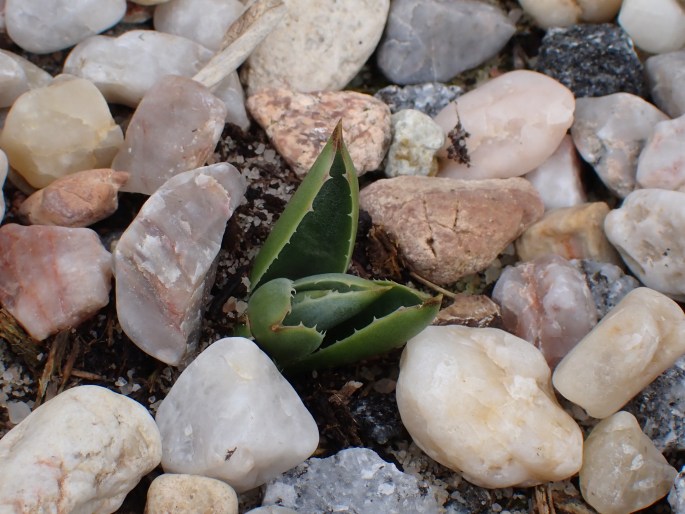 Agave parryi
