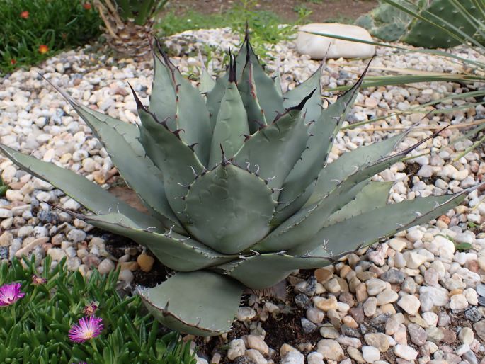 Agave parryi