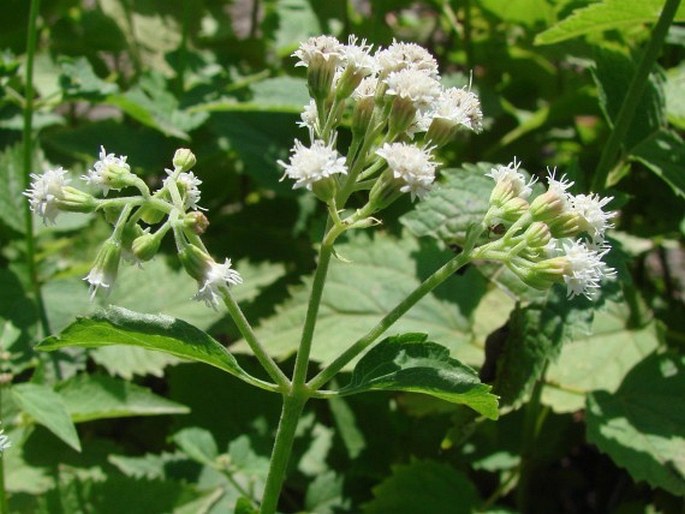 Ageratina aromatica