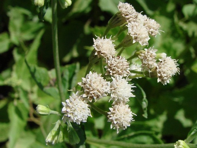 Ageratina aromatica