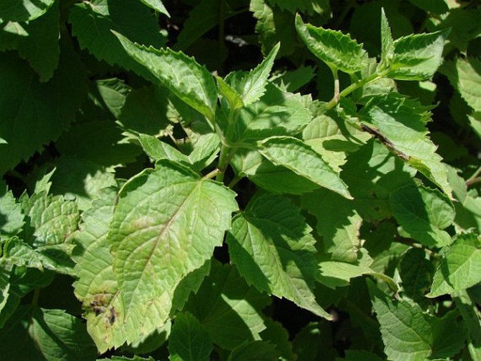 Ageratina aromatica