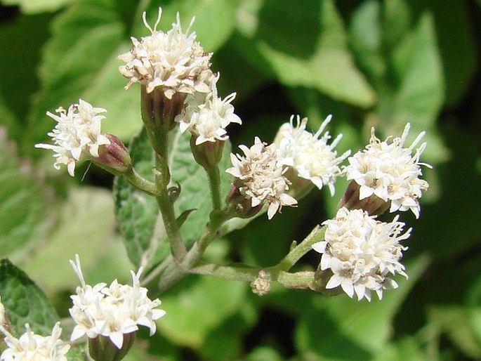 AGERATINA AROMATICA (L.) Spach – nestarka