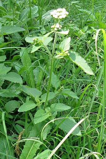 Ageratum conyzoides