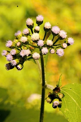 Ageratum conyzoides