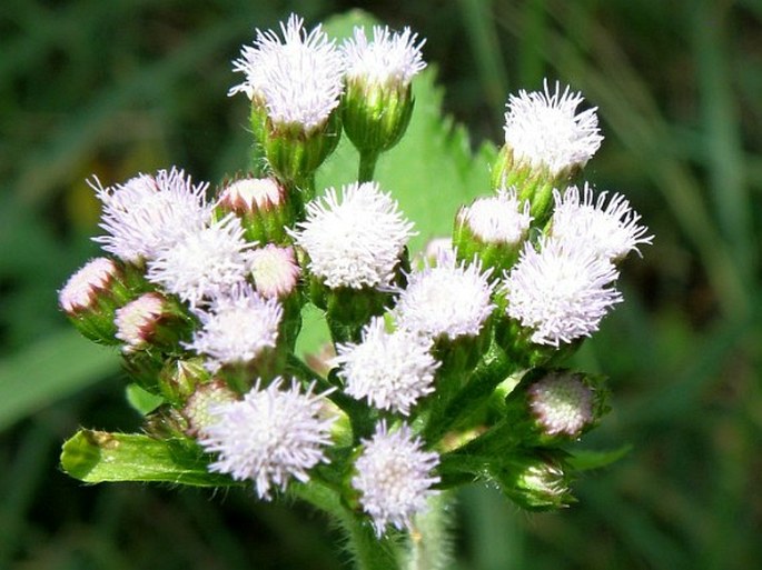 Ageratum conyzoides