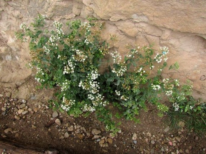 Ageratina herbacea