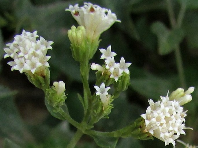 Ageratina herbacea