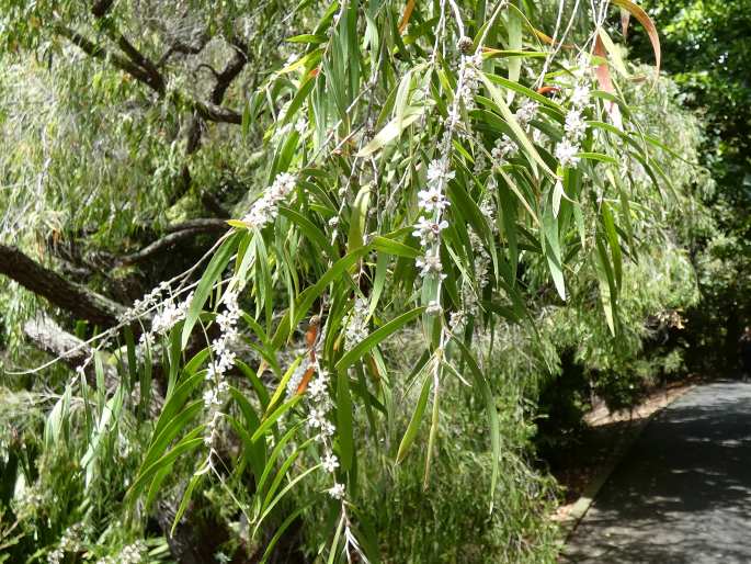 Agonis flexuosa